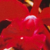 Heart Orchid*, Contenance: 30 ml