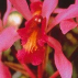 Higher Self Orchid*, Contenance: 30 ml