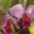 Inspiration Orchid*, Contenance: 30 ml