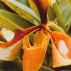 Psyché Orchid*, Contenance: 30 ml