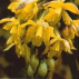 Sun Orchid*, Contenance: 30 ml