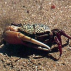 Crabe*