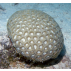 Transverse Coral (Favite)*, Contenance: 15 ml