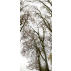 "Cîme des arbres" papier peint vinyle 120X250