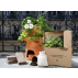 Pack potager composteur + Box de jeunes plants
