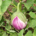 AUBERGINE Rotonda Bianca Sfumata di Rosa - Graines Bio