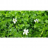 Brahmi - Bacopa