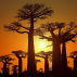 Poudre de Baobab équitable et solidaire - sachet de 60 g