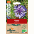 BLEUET des champs - Graines Bio