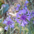 BLEUET des champs - Graines Bio