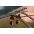 Boucles-d'oreille en bois Acajou et cabochon bicolore