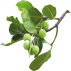 Huile végétale de Calophyle Inopyle (Tamanu) BIO 100ml