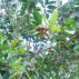 Huile végétale de Calophyle Inopyle (Tamanu) BIO 100ml