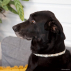 Céra'nimo collier anti-tiques en chanvre pour chien et chat - XL