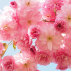 Bougie  naturelle Fleur de Cerisier