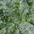 CHOU KALE frisé Halbhoher - Graines Bio