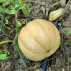 COURGE Carat - Graines Bio