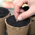 COURGE Futsu Black - Graines Bio
