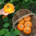 COURGE Jack Be Little - Graines Bio