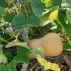 COURGE musquée Butternut - Graines Bio