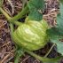 COURGE Sweet Dumpling Patidou - Graines Bio