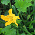 COURGETTE Black Beauty - Graines Bio