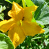 COURGETTE Black Beauty - Graines Bio