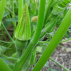 COURGETTE de Nice à fruit rond - Graines Bio