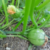 COURGETTE de Nice à fruit rond - Graines Bio
