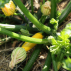 COURGETTE jaune - Graines Bio