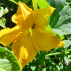 COURGETTE jaune - Graines Bio