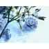 Rose orgonite calcédoine bleue givrée