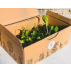 Box de plants 