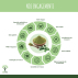 Moringa Bio - Complément alimentaire - Poudre de Moringa Oleifera - Fabriqué en France - Vegan - Certifié écocert - 2X60 gélules
