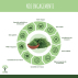 Moringa Bio - 100% Feuilles de Moringa Oleifera en Poudre - Glycémie - Conditionné en France - Vegan - Certifié écocert - 100g 