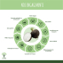 Radis noir Bio - Complément alimentaire - Fabriqué en France - 100% Pur - Certifié Ecocert - Vegan - 2X60 gélules