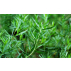 Hydrolat d'Estragon bio 200 ml