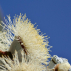 Huile essentielle d'Eucalyptus Citronné 10ml