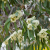 Huile essentielle Eucalyptus Radié 10ml