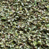 Fleur de thym BIO 50gr