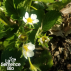 FRAISE DES BOIS Reine des Vallées - Graines Bio