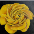 Rose jaune