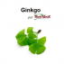 Extrait de Ginkgo - 50ml