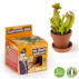 Graines de plantes carnivores à faire pousser - pot 8 cm