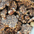 Granola du Tigre bio : souchet, cacao & noisette Bio -  250gr sachet