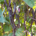 HARICOT violet à rame Blauhilde - Graines Bio
