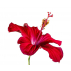 Fleurs d'Hibiscus BIO - 80 gr
