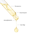 Huile Végétale de Marula BIO - 50 ML 