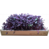 Potagium - Kit de culture pour micro-pousses en lumière naturelle - Radis rose - Roquette