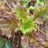 LAITUE batavia Grenobloise - Graines Bio